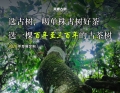 选古树，喝单株古树好茶