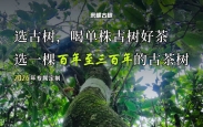 选古树，喝单株古树好茶