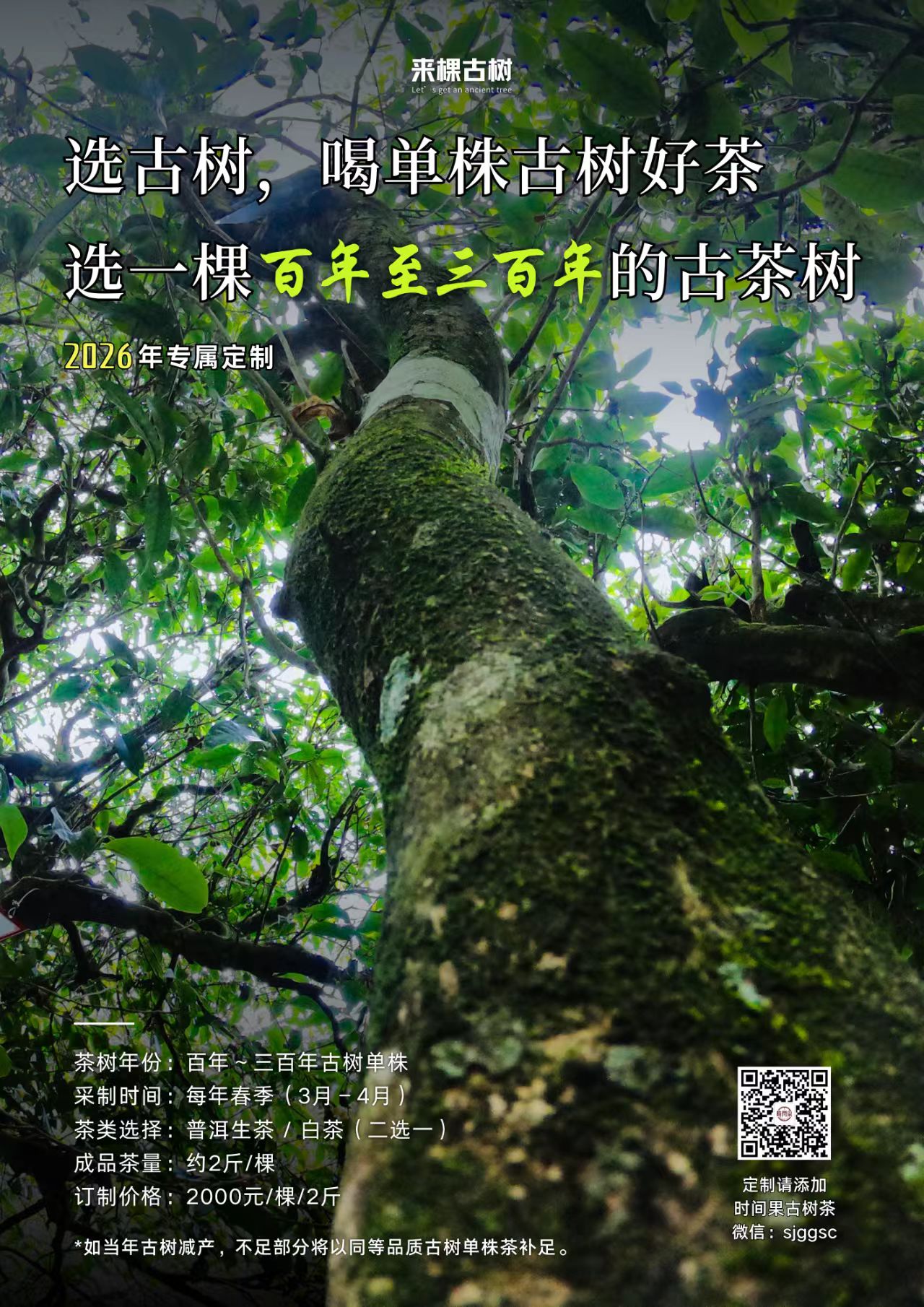 选古树，喝单株古树好茶